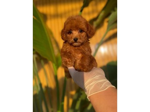 Toy poodle bebekler referans yavrular