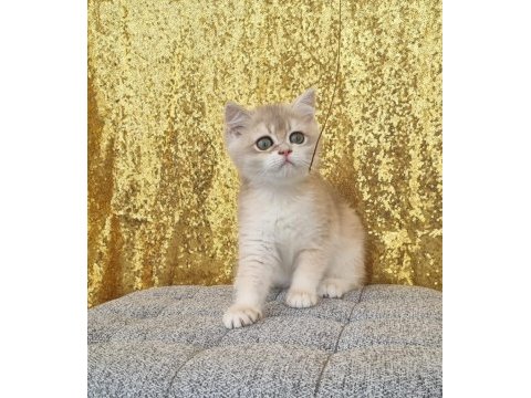 British shorthair