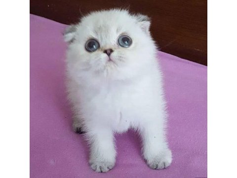 Safkan scottish fold & british shorthair kediler