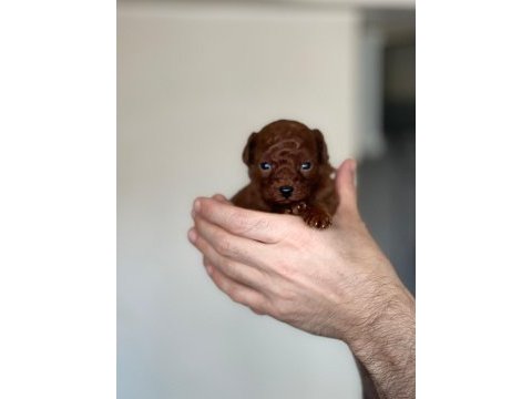 Kore kanı dark brown toy poodle