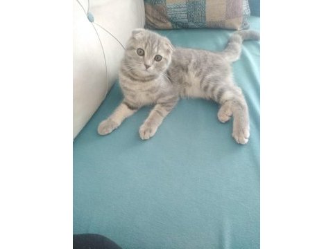 İki kardes dişi erkek