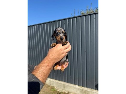 Orjinal rabit dachshund yavrumuz