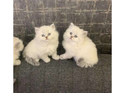 Brıtısh longhaır ırk garantili yavrularım 