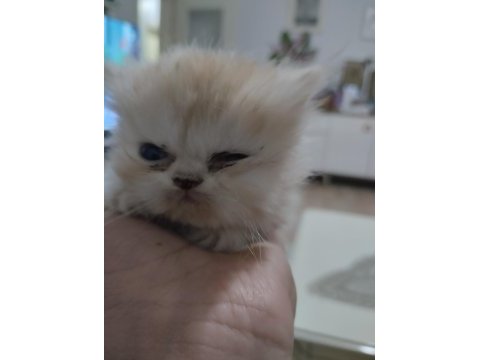 3 adet kedilerim