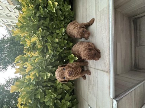 2 aylık poodle yavruları