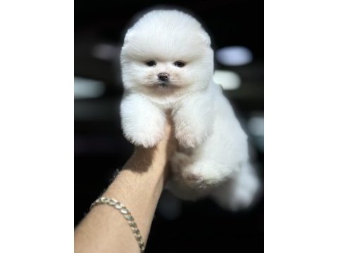 Teddy pomeranian boo wc eğitimli