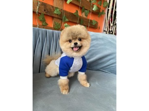 Show kalite teddy bear pomeranian boo