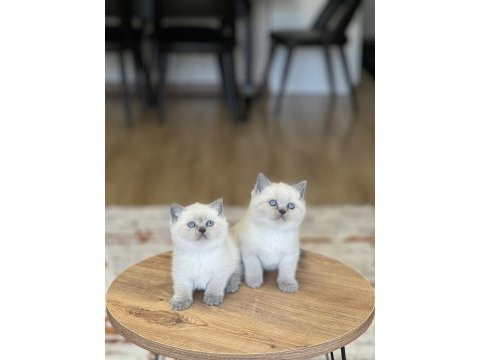 Sevecen britiah shorthair blue poimt yavrum