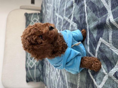 Toy poodle yavru köpek