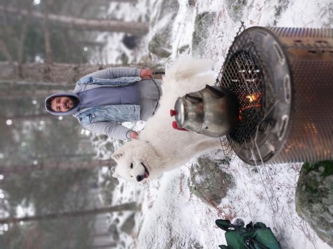 Erkek orjinal safkan samoyed