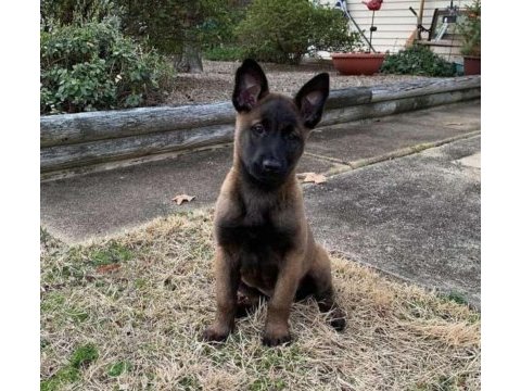 2 aylık belçika kurdu (malinois) yavrularım
