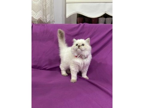 British longhair mavi boncuğum