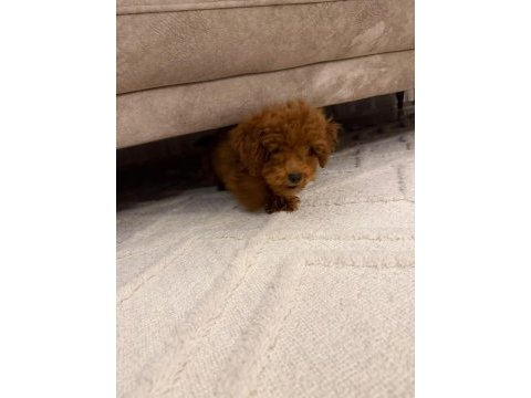 4 aylık toy poodle erkek tüm eşyaları ile verilecektir