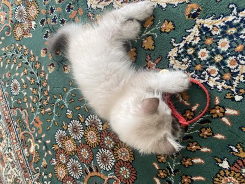2 aylık ev kedimiz