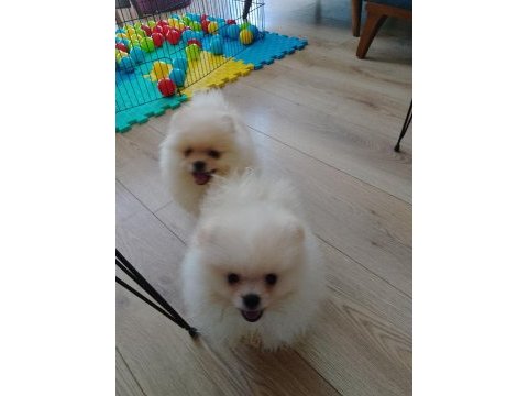 Pomeranian boo teacup yavrular