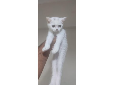 British shorthair minnoşlar
