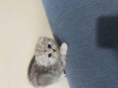Eğitimli yavrular british shorthair