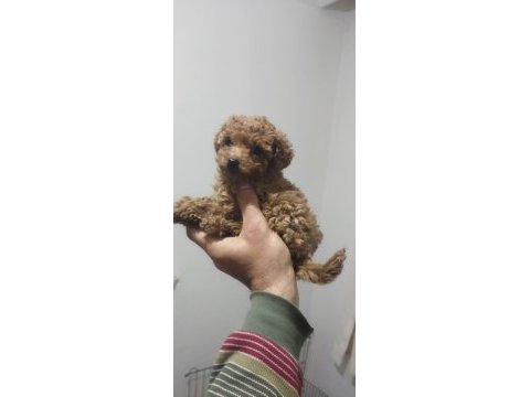 Teacup red brown toy poodle