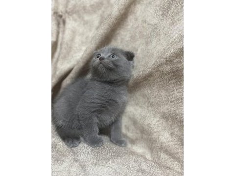 Scottish fold yavru kedimiz