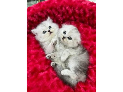 Safkan koca kafa bebek british shorthair yavrularım