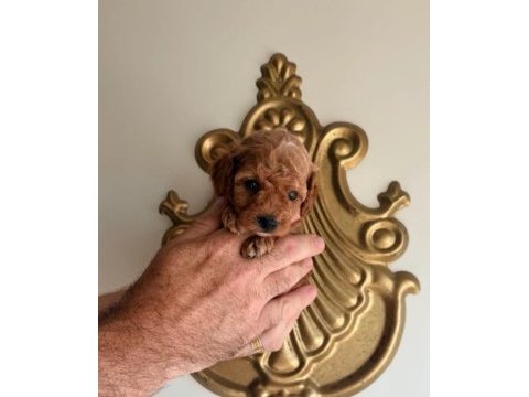 Bal poodle çocuklar