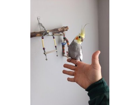 Konuşan sultan papağanı full evcil