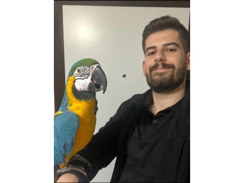 Full evcil macaw fotoya uygun