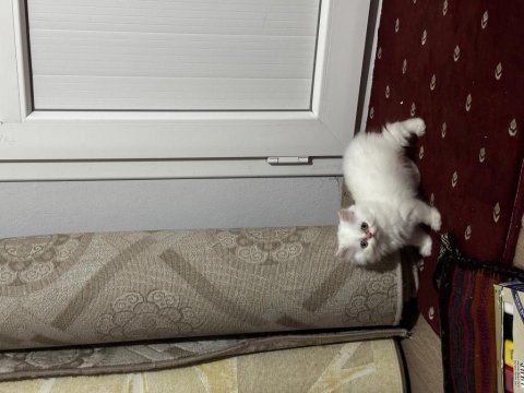 3 aylık chinchilla dişi