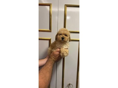 Dişi toy poodle yeni yuva arıyoruz