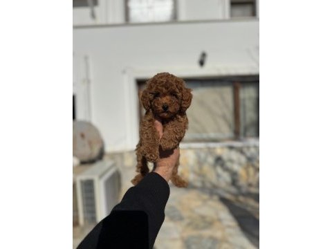Birbirinden sevimli toy poodle yavru köpekler
