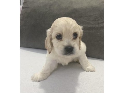 English cocker