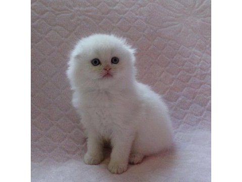 Kaliteli scottish fold yavrularımız