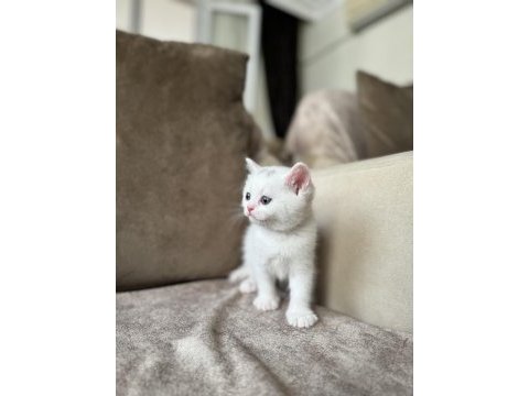 Beyaz erkek british shorthair