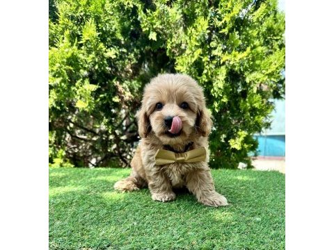 Maltipoo f2b safkan yavrularımız mini boy en küçük boy