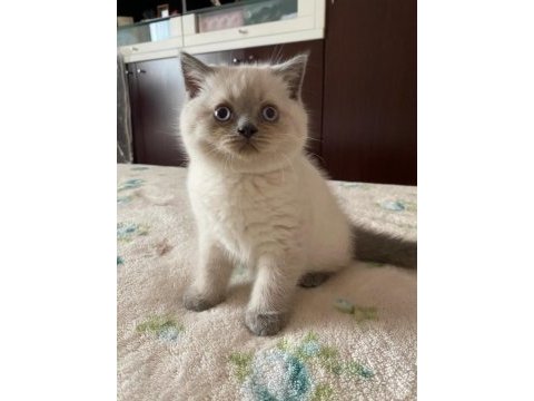 Scottish fold 2,5 aylık