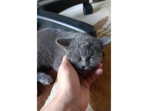 Yavru british shorthair
