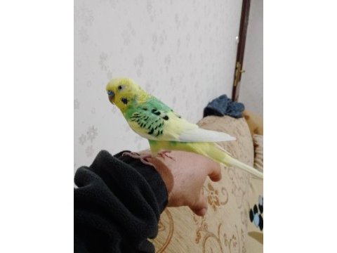 Sahibinden insan gibi konuşan muhabbet kuşu