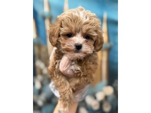 Orijinal en sevimli kore maltipoo