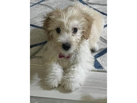 Küçük sevgi dolu köpeğimize ömürlük yuva arıyoruz