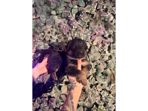 Burkemden a kan alman çoban köpeği yavruları