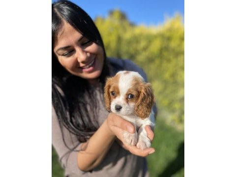 Harika cavalier king charles yavrularım