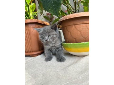British shorthair küçük prenses