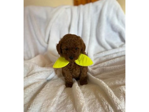Müthiş kore poodle yavruları