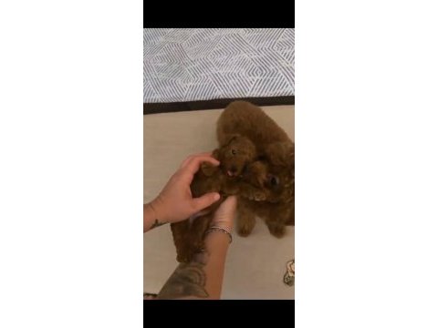 Yavru erkek toy poodle