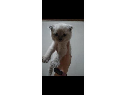 British shorthair yavrularımız