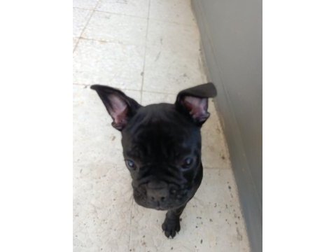 Çok sevimli bir köpektir
