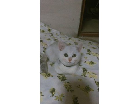 %100 safkan british shorthair dişi yavrularım