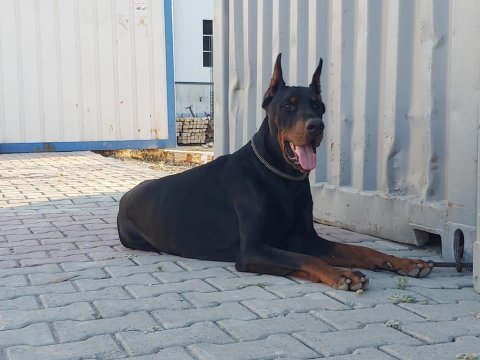Safkan doberman
