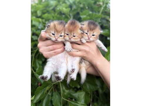 British longhair bebekler