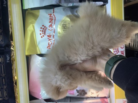 Saf kan pomeranian boo yavrularımız